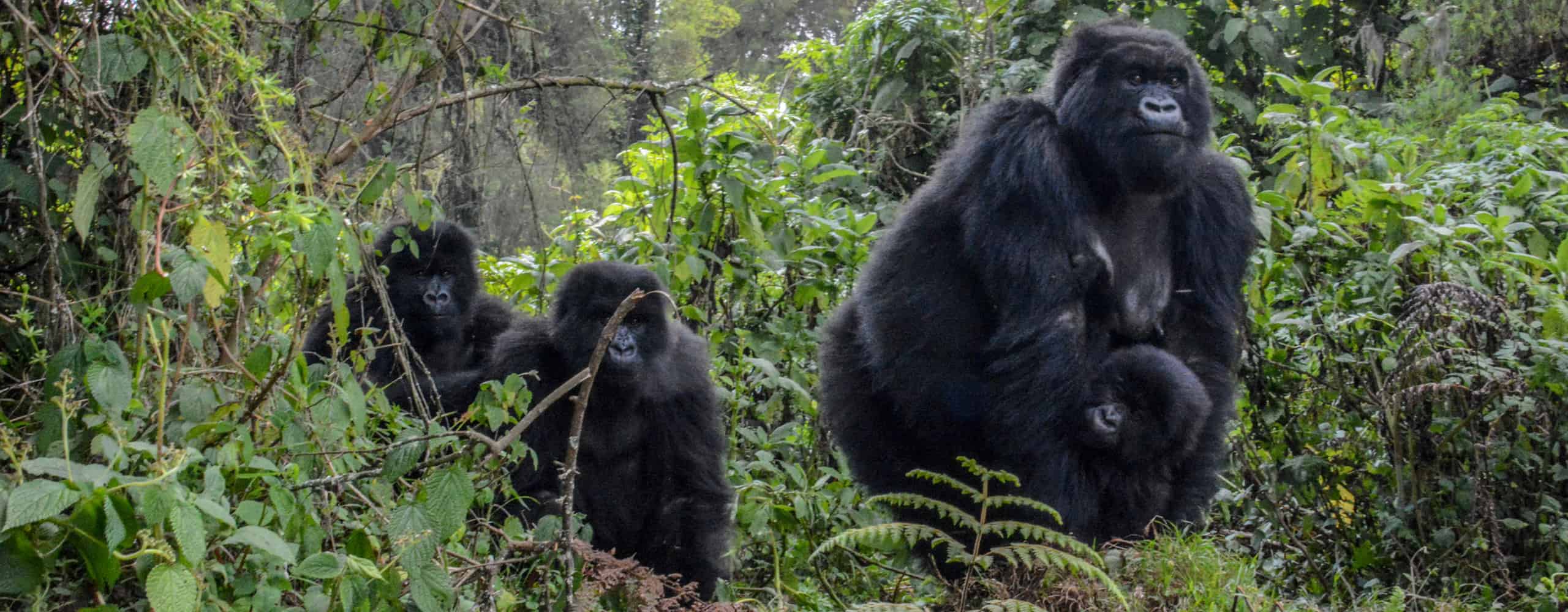 Mountain Gorillas In Rwanda